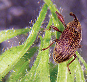 agriculture boll weevil - Agriculture