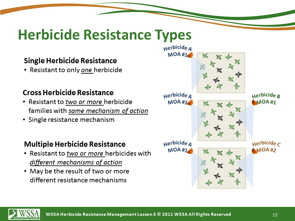 Slide13.PNG lesson3 - What Is Herbicide Resistance?