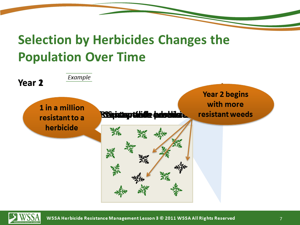 Slide7.PNG lesson3 - What Is Herbicide Resistance?