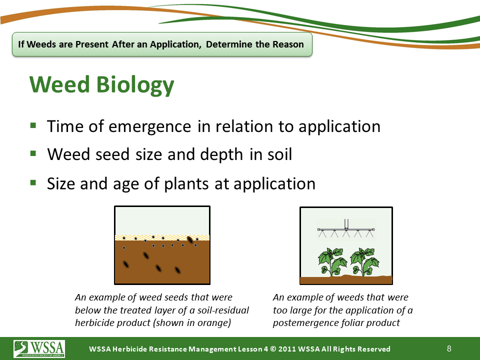 Slide8.PNG lesson4 - Scouting After a Herbicide Application and Confirming Herbicide Resistance
