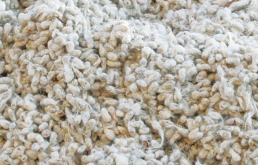cottonseed about - Whole Cottonseed