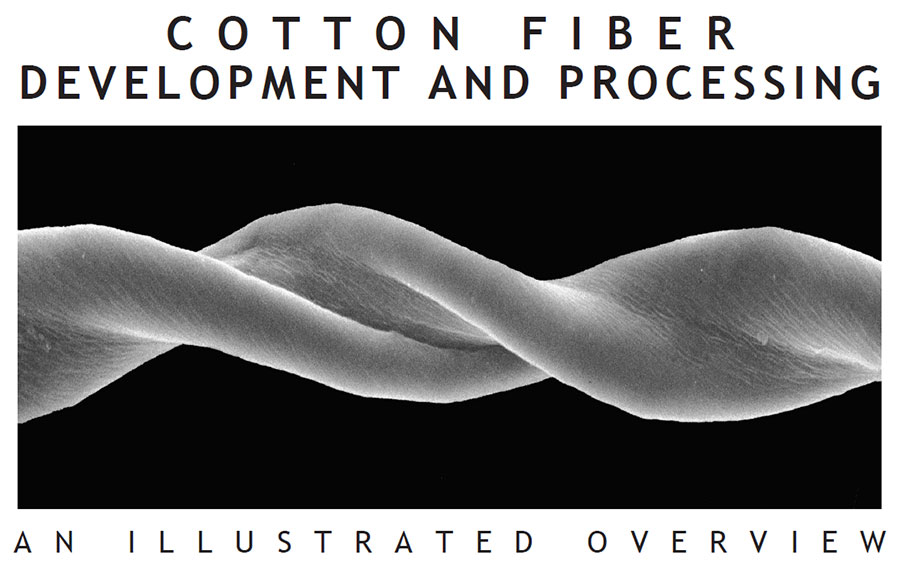 cotton fiber development processing - Cotton Fiber Development and Processing