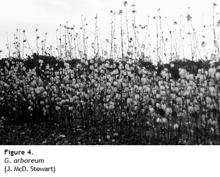 g arboreum - Cotton Fiber Development and Processing