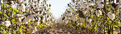 cultivated resources - Cotton Cultivated