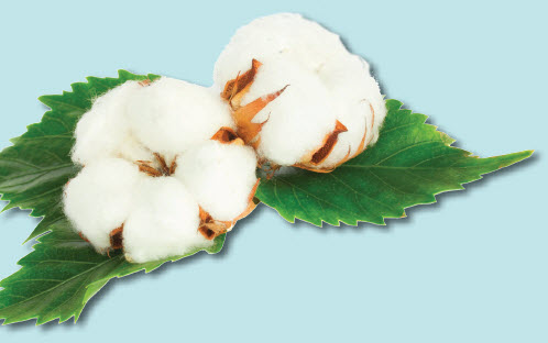 Cotton Bolls with Leaves - Cotton Science & Sustainability Lesson Plans