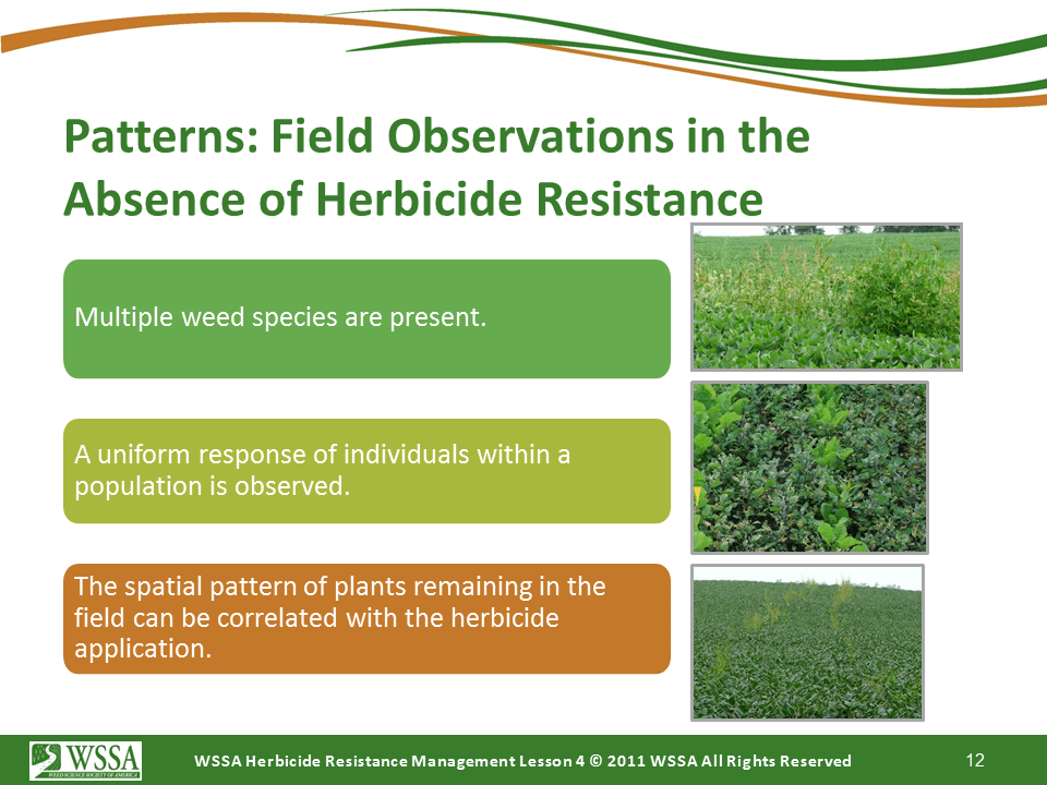 Slide12.PNG lesson4 - Scouting After a Herbicide Application and Confirming Herbicide Resistance