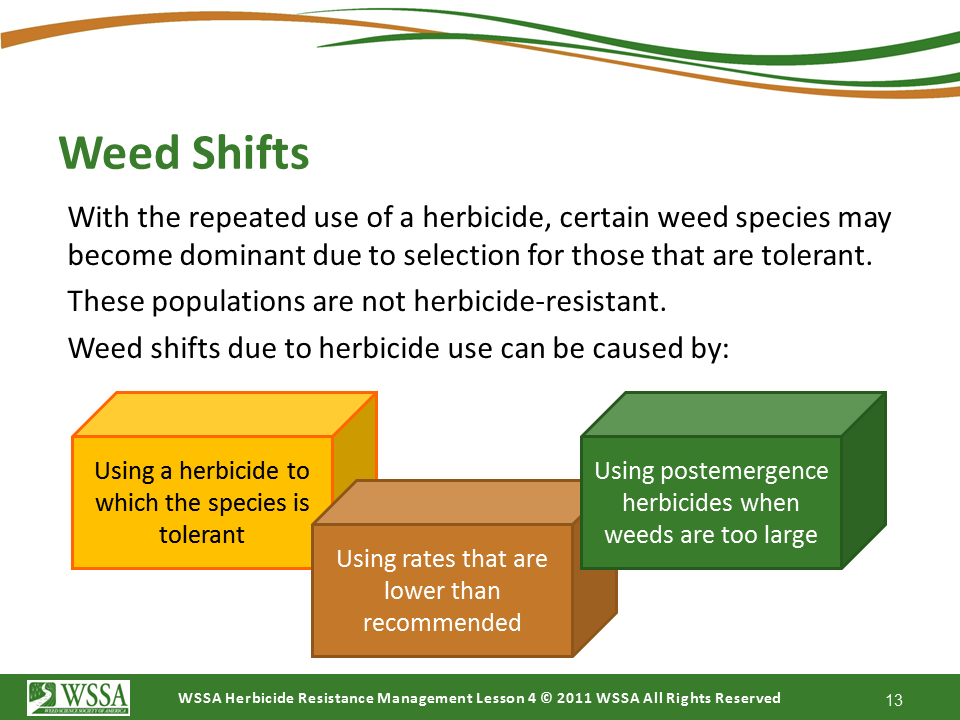 Slide13.PNG lesson4 - Scouting After a Herbicide Application and Confirming Herbicide Resistance