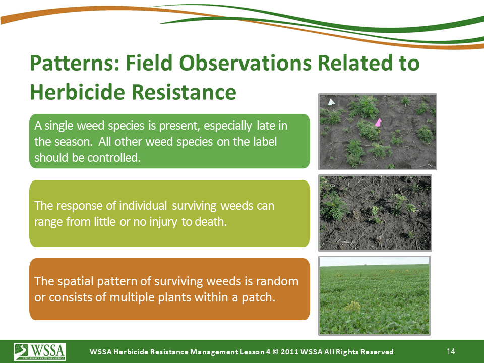 Slide14.PNG lesson4 - Scouting After a Herbicide Application and Confirming Herbicide Resistance