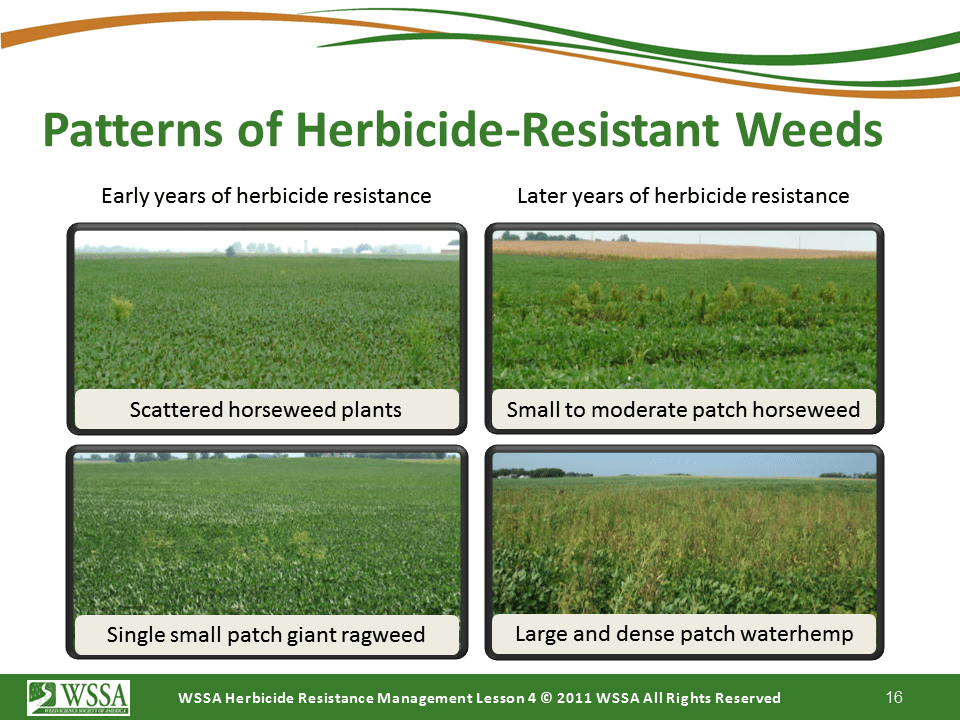 Slide16.PNG lesson4 - Scouting After a Herbicide Application and Confirming Herbicide Resistance