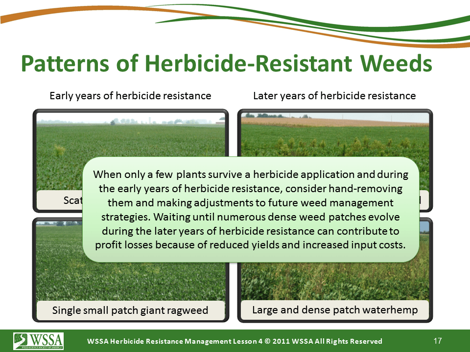 Slide17.PNG lesson4 - Scouting After a Herbicide Application and Confirming Herbicide Resistance