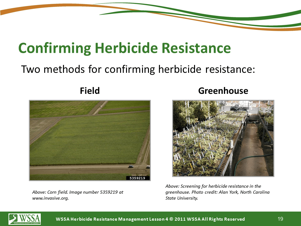 Slide19.PNG lesson4 - Scouting After a Herbicide Application and Confirming Herbicide Resistance