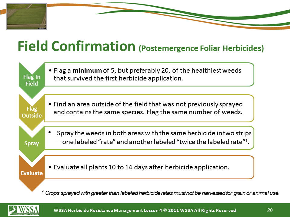 Slide20.PNG lesson4 - Scouting After a Herbicide Application and Confirming Herbicide Resistance