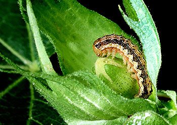 caterpillars - Caterpillar