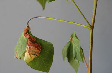 Black arm symptom on petiole e1516731942499 - Identification and Management of Bacterial Blight of Cotton