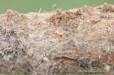 Cotton root rot phymatotrichopsis management 5 - Cotton Root Rot and It's Management