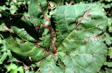 Tattered appearance of infected leaf e1516731920874 - Identification and Management of Bacterial Blight of Cotton