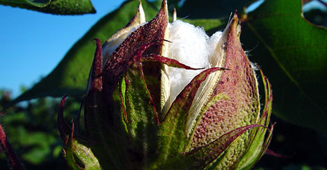 focusoncotton plantbugs - Focus on Cotton