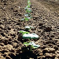 irrigate management 2 - Management Considerations for Irrigated Cotton