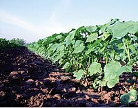 irrigate management 3 - Management Considerations for Irrigated Cotton