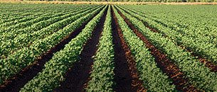 Precision Crop Management for Cotton - Cotton Incorporated