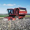 Cotton Crop Quality