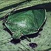Entomology