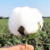 Cotton Breeders' Tour Archives
