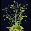 2007 Genetics of Cotton Root Knot Nematode Resistance Meeting