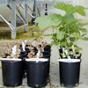 2003 Breeding Cotton Nematode Resistance Meeting