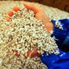 Cottonseed