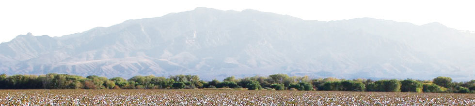 agriculture bt cotton - Agriculture