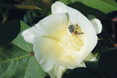 agriculture cotton genome - Agriculture