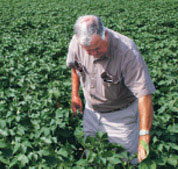 Biotech Cotton