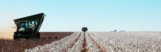 Cotton-Harvest-Systems Cotton-Harvest-Systems