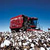 The Spindle-Type Cotton Harvester