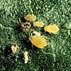 Cotton Aphid
