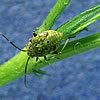 Plant Bugs