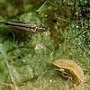 Thrips