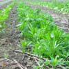 Rolling High Rye for Conservation of Tillage Cotton Success