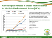 WSSA Lesson1 Slide12 180x130 - Current Status of Herbicide Resistance in Weeds