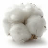 Cotton Harvest System Videos