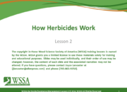 Slide1.PNG lesson2 180x130 - How Herbicides Work