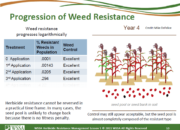 Slide10.PNG lesson5 180x130 - Principles of Managing Herbicide Resistance