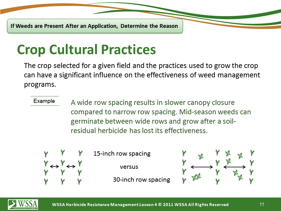 Slide11.PNG lesson4 - Scouting After a Herbicide Application and Confirming Herbicide Resistance