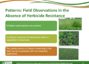 Slide12.PNG lesson4 180x130 - Scouting After a Herbicide Application and Confirming Herbicide Resistance