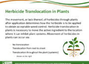 Slide13.PNG lesson2 180x130 - Herbicide-resistant Weeds Training Lessons