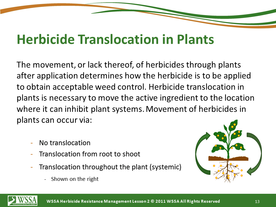 Slide13.PNG lesson2 - How Herbicides Work