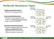 Slide13.PNG lesson3 180x130 - Herbicide-resistant Weeds Training Lessons