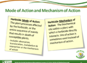 Slide14.PNG lesson2 180x130 - How Herbicides Work