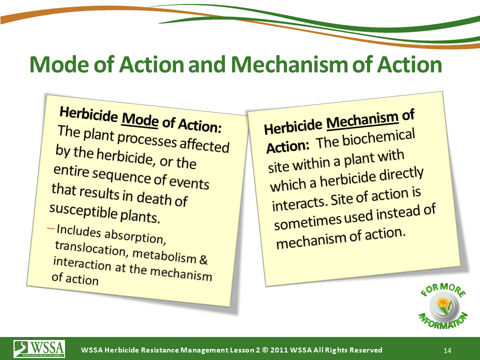 Slide14.PNG lesson2 - How Herbicides Work